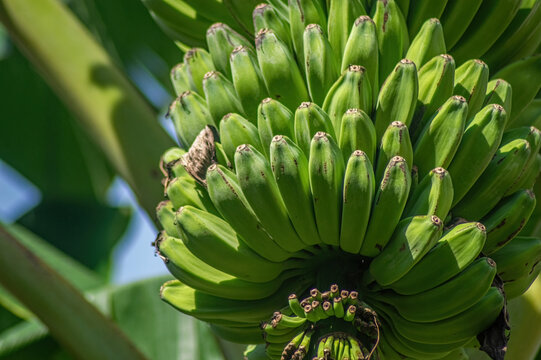 Fresh green bananas cluster tightly on a plant