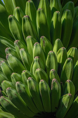 Fototapeta premium Fresh green bananas cluster tightly on a plant
