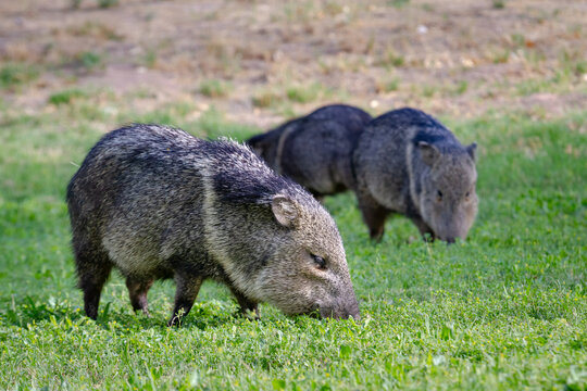 Javelina grazing for food in the grass along the Rio Grand in Big Bend National Park
