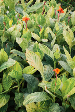 Canna generalis leaves and flowers in the garden, texture pattern