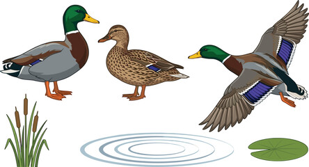 Detailed mallard duck vector illustration set featuring realistic male and female ducks, a mallard in flight, pond ripples, cattails, and a lily pad isolated on white. © msthasina