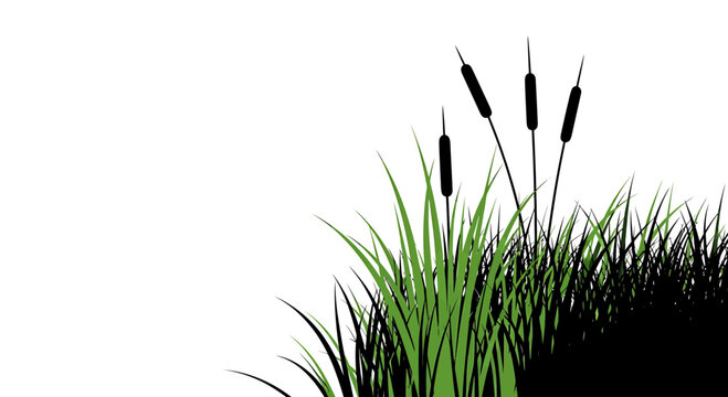 Bulrush cattails and wild grass silhouette on white background