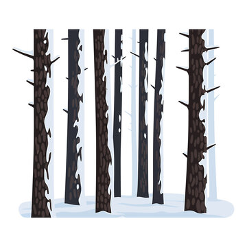 Snowy pine tree trunks in a winter forest landscape