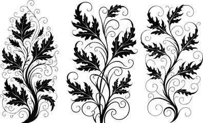 Obraz premium Black and white elegant acanthus leaf decorative vector design with swirls