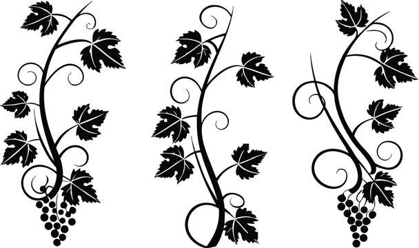 Elegant black and white grapevine with leaves and grapes illustration