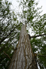 Fototapeta premium Ultra wide detail of tree trunk. Bark at the basis in focus treetop out of focus. Green and browb colors.