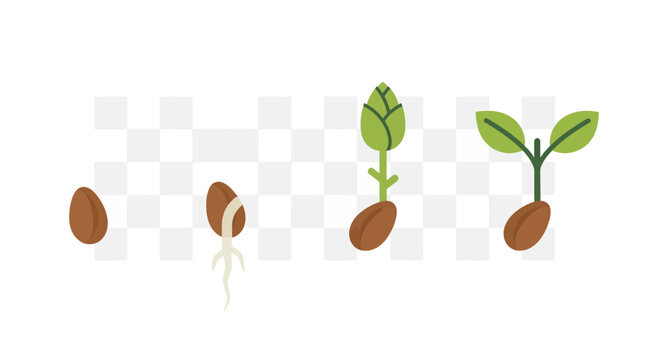 Stages of seed germination process.