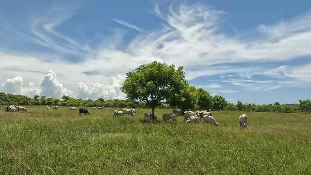 In the savannahs of Sumba, white Ongole cattle with humps are let loose to roam freely, guarded by only one or two herders on foot.