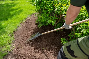 Fototapeten Lindgrün Landscaper raking fresh mulch around bushes in residential garden. yard maintenance work in suburban backyard   © Frame_IMG