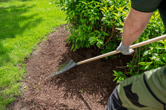 Landscaper raking fresh mulch around bushes in residential garden. yard maintenance work in suburban backyard 