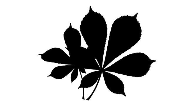 Black horse chestnut leaf silhouette isolated on white background