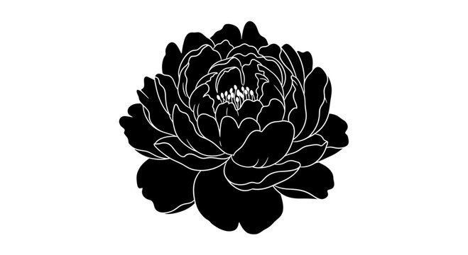 Black Peony Silhouette with Detailed Petals on White Background