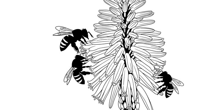 Honey bees pollinating a tall flower spike line art