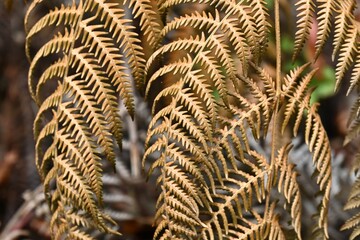Close-up of dry fern leaves with natural texture pattern  © Swaminathan