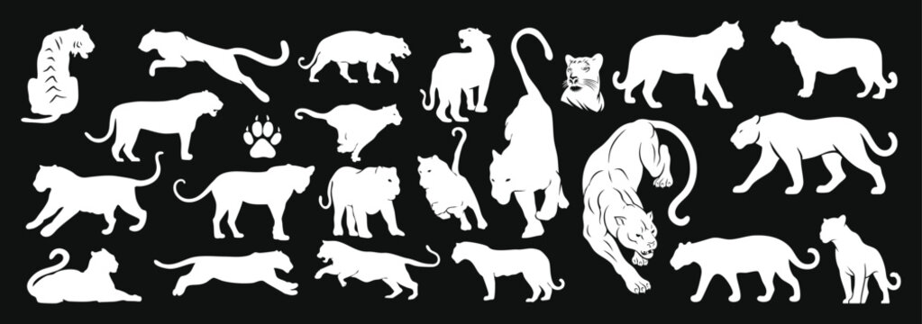White animal panther, tiger, leopard silhouette vector collection with jungle wildlife icons and hand drawn safari illustration elements on black background