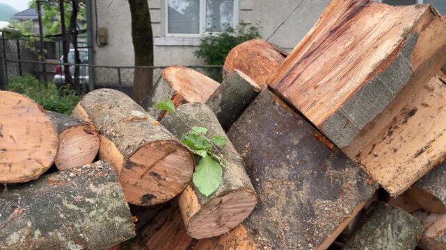 natural wood cuts in close-up