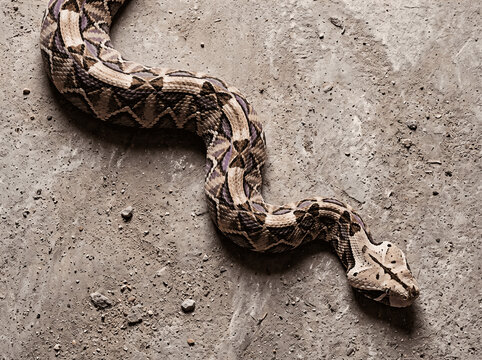 Close-Up of Gaboon Viper on Concrete: Natural Camouflage and Markings