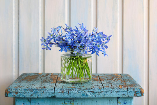 Cute bouquet of fragile blue scilla spring flowers in glass jar, soft spring atmosphere