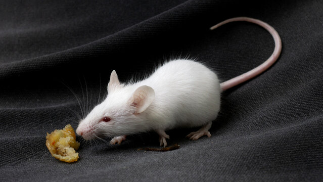 White albino mouse (Mus musculus) posing on a rock with black background.