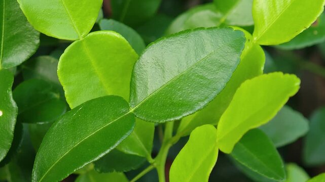 Kaffir lime leaves from the tree.