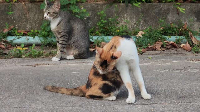 The cat is waiting to eat.