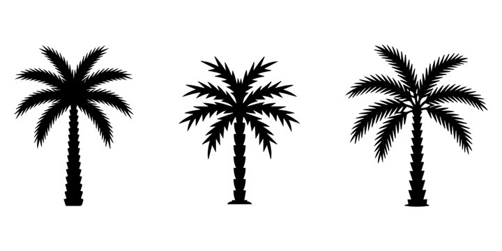 Silhouette of a tall palm tree against a plain background isolated on transparent background, Vector, Assorted silhouettes of palm tree varieties in different arrangements, Black silhouette of various