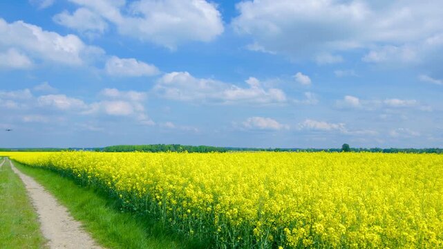 Drone flying above blooming rapeseed field under dramatic clouds for smart farming and precision agriculture, showcasing modern agritech and crop monitoring in rural landscape