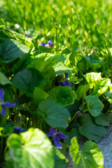 Obraz premium Wild Violet Flower Hidden in Green Grass