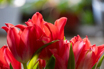 Naklejka premium Red Tulips Close Up on Soft Background