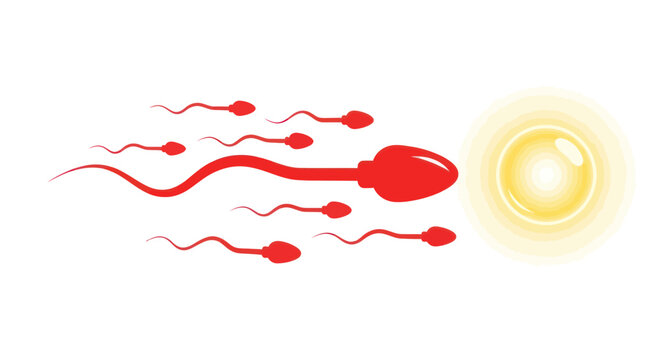 Sperm Cells Approaching Egg Cell for Fertilization - Medical Illustration
