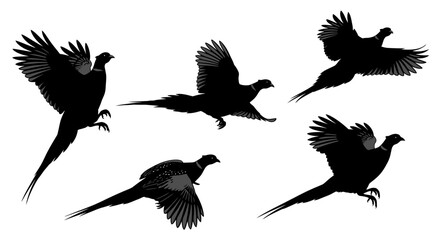 Obraz premium Pheasant Flight Silhouettes Collection: Birds in Motion