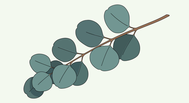 Delicate eucalyptus stem with small rounded green leaves.