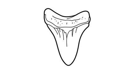Obraz premium Shark Tooth Fossil Outline Drawing.