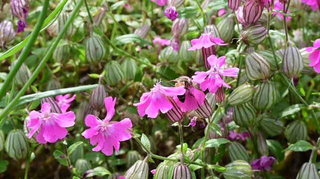 密を集めるミツバチ