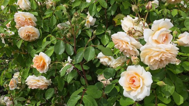 Close-up of light peach and cream roses blooming in a garden, soft pastel petals swaying in the wind, romantic floral nature background, elegant spring footage
