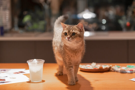 The British Shorthair cat is standing on the table