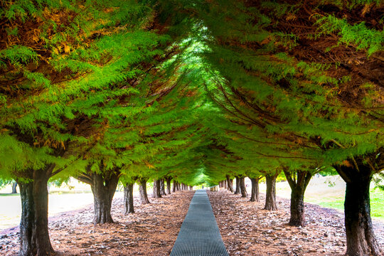 Soldiers Memorial Avenue in Port Arthur - Tasmania