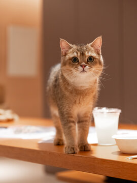 The British Shorthair cat is standing on the table