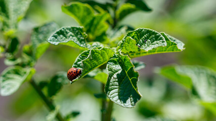 Obraz premium Colorado beetle eats a potato leaf