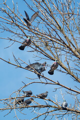 Obraz premium Rock doves sit and fly among leafless twigs on bright day