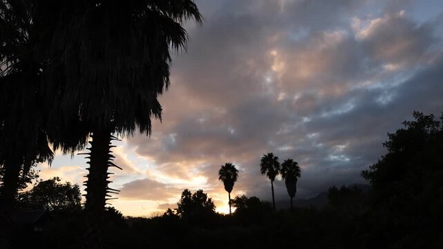 palm trees and clouds, Stanford, South Africa