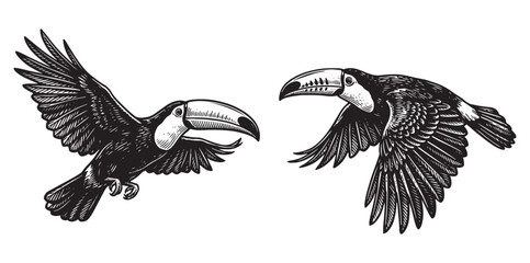 Naklejka premium Vintage Hand-Drawn Flying Toucan Set, Detailed Tropical Bird Etching Style