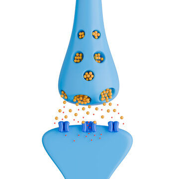 Neuron Synapse with Neurotransmitter Release to Postsynaptic Receptor 3D Illustration.