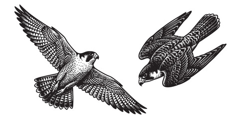 Peregrine Falcon Flight and Diving Set, Detailed Vintage Bird of Prey Engraving © trianatio