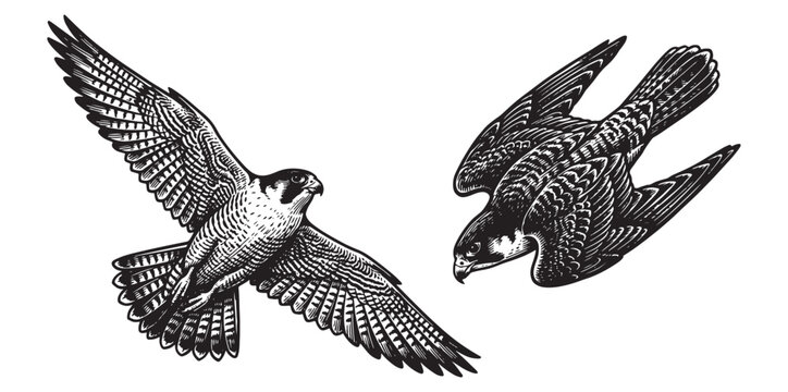 Peregrine Falcon Flight and Diving Set, Detailed Vintage Bird of Prey Engraving