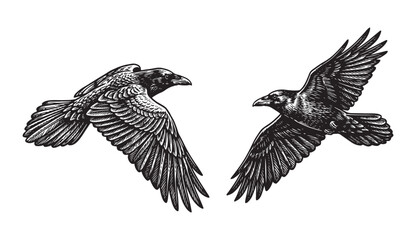 Naklejka premium Flying Raven and Crow Portrait Set, Classic Hand-Drawn Bird Etching Style