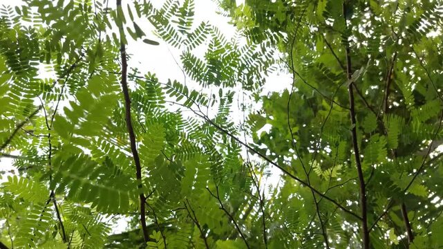 Wide Low angle shot of green tamarind tree leaves swaying against a bright daylight sky.