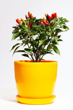Bush of indoor decorative pepper on a white background
