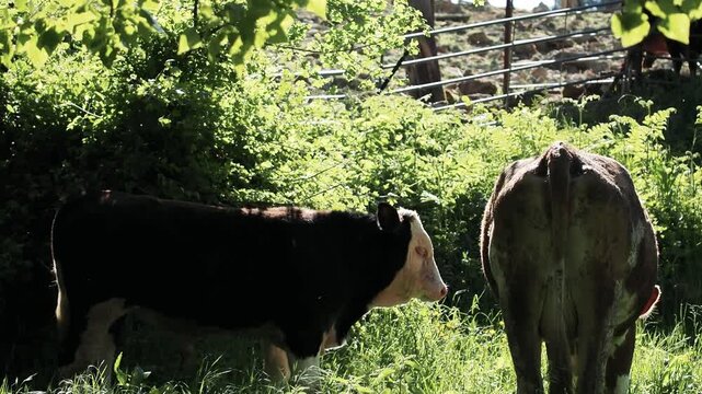  Cow grazing on the green meadow