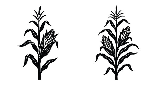 Corn stalk silhouettes against a white background